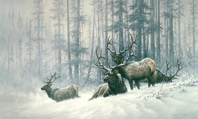 Mountain Majesty – Bull Elk- Signed By The Artist								 – Paper Lithograph
								 – Limited Edition
								 – 950 S/N
								 – 
								19 1/2 x 32 1/2