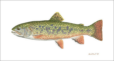 Pennsylvania Brook Trout- Signed By The Artist								 – Canvas Giclee
								 – Limited Edition
								 – 75 S/N
								 – 
								8 x 14