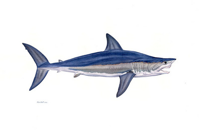 Alpha Shortfin Mako- Signed By The Artist								 – Canvas Giclee
								 – Limited Edition
								 – 25 S/N
								 – 
								26 x 39