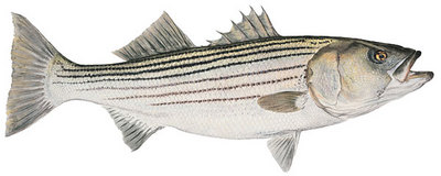 Mature Striped Bass- Signed By The Artist								 – Canvas Giclee
								 – Limited Edition
								 – 75 S/N
								 – 
								7 x 14