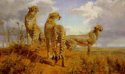 Cheetah Trio- Signed By The Artist								 – Paper Lithograph
								 – Limited Edition
								 – 950 S/N
								 – 
								19 1/2 x 32 1/2