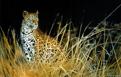 The Leopard Hunts Alone- Signed By The Artist								 – Paper Lithograph
								 – Limited Edition
								 – 450 S/N
								 – 
								21 5/8 x 32 1/2