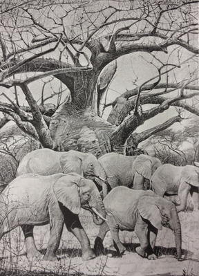 Elephants And The Baobab Tree- Signed By The Artist								 – Paper Lithograph
								 – Limited Edition
								 – 260 S/N
								 – 
								17 x 12 1/4