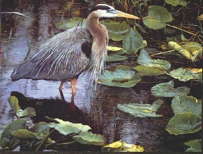 After The Rain – Great Blue Heron- Signed By The Artist								 – Paper Lithograph
								 – Limited Edition
								 – S/N
								 – 
								15 1/8 x 19								
								 –