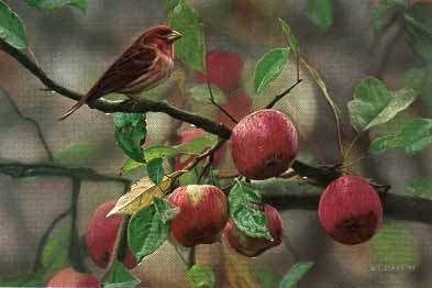 Apple Time – Purple Finch- Signed By The Artist								 – Paper Lithograph
								 – Limited Edition
								 – 76 A/P
								 – 
								8 1/2 x 12 5/8