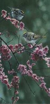 Blossom Dance – Golden Crowned Kinglet- Signed By The Artist								 – Paper Lithograph
								 – Limited Edition
								 – S/N
								 – 
								22 x 6 3/8