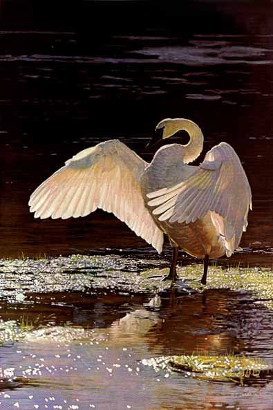 Into The Light – Trumpeter Swan- Signed By The Artist								 – Paper Lithograph
								 – Limited Edition
								 – 1250 S/N
								 – 
								15 1/2 x 10 1/4