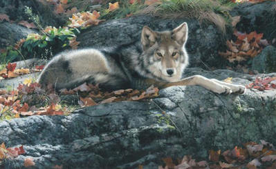 Cozy Ledge – Coyote- Signed By The Artist								 – Canvas Giclee
								 – Limited Edition
								 – 180 S/N
								 – 
								12 x 19