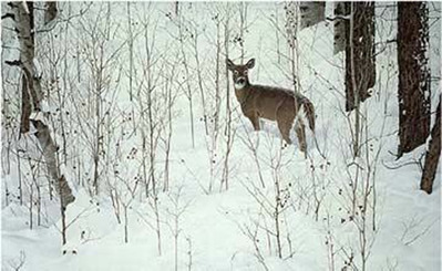 Deep Snow – Whitetail- Signed By The Artist								 – Paper Lithograph
								 – Limited Edition
								 – 76 A/P
								 – 
								18 3/4 x 28