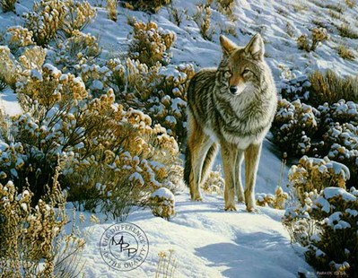 Winter Sage – Coyote- Signed By The Artist								 – Paper Lithograph
								 – Limited Edition
								 – 950 S/N
								 – 
								20 1/2 x 26