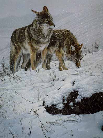 Winter Storm – Coyotes- Signed By The Artist								 – Paper Lithograph
								 – Limited Edition
								 – 950 S/N
								 – 
								27 1/2 x 20 1/2