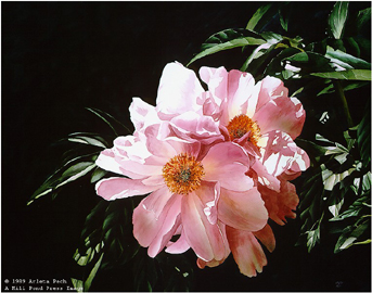 Cluster Of Peonies- Signed By The Artist								 – Paper Lithograph
								 – Limited Edition
								 – 950 S/N
								 – 
								19 1/4 x 24 7/8