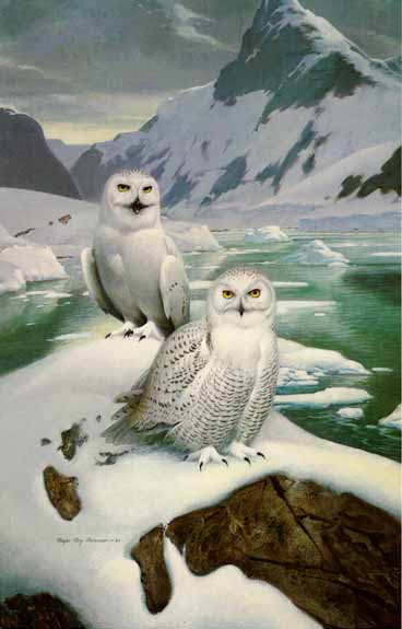 Arctic Glow – Snowy Owls- Signed By The Artist								 – Paper Lithograph
								 – Limited Edition
								 – 950 S/N
								 – 
								30 x 19 1/2