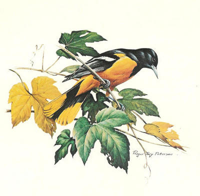 Baltimore Oriole- Signed By The Artist								 – Paper Lithograph
								 – Limited Edition
								 – S/N
								 – 
								17 x 17