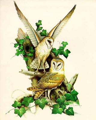 Barn Owl- Signed By The Artist								 – Paper Lithograph
								 – Limited Edition
								 – 950 S/N
								 – 
								35 x 22