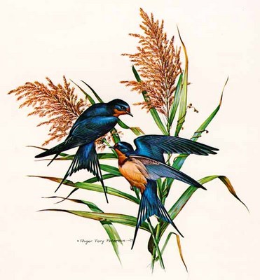 Barn Swallow- Signed By The Artist								 – Paper Lithograph
								 – Limited Edition
								 – 750 S/N
								 – 
								17 x 17