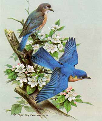 Bluebird- Signed By The Artist								 – Paper Lithograph
								 – Limited Edition
								 – 950 S/N
								 – 
								14 x 12