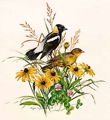 Bobolink- Signed By The Artist								 – Paper Lithograph
								 – Limited Edition
								 – 20 P/P
								 – 
								17 x 17