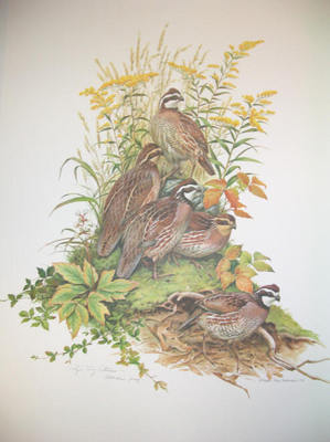 Bobwhite- Signed By The Artist								 – Paper Lithograph
								 – Limited Edition
								 – 20 P/P
								 – 
								27 x 21