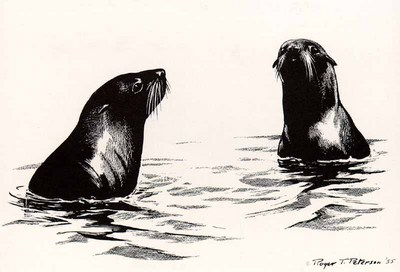 Fur Seals- Signed By The Artist								 – Paper Lithograph
								 – Limited Edition
								 – 950 S/N
								 – 
								7 x 10