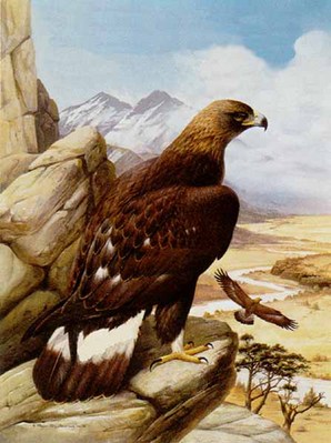 Golden Eagle Signed By The Artist Paper Lithograph Limited Edition 20 Pp 27 X 20