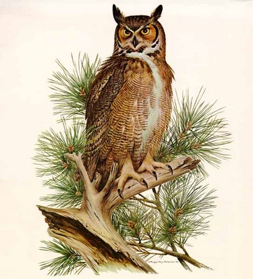 Great Horned Owl- Signed By The Artist								 – Paper Lithograph
								 – Limited Edition
								 – 750 S/N
								 – 
								27 x 20