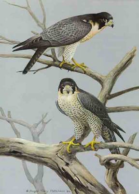 Lord Of The Air – Peregrine Falcon- Signed By The Artist								 – Paper Lithograph
								 – Limited Edition
								 – 950 S/N
								 – 
								18 3/8 x 13 3/8