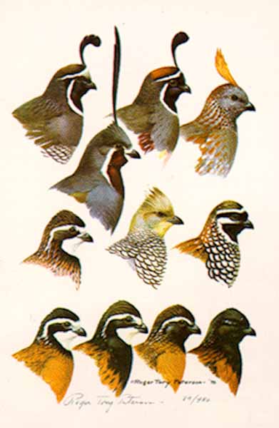 Quails – Color Plate #9- Signed By The Artist								 – Paper Lithograph
								 – Limited Edition
								 – 950 S/N
								 – 
								21 1/2 x 14