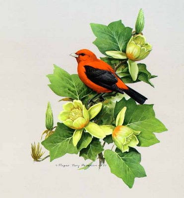 Scarlet Tanager- Signed By The Artist								 – Paper Lithograph
								 – Limited Edition
								 – 56 A/P
								 – 
								16 x 14