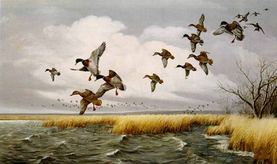 80 Mallards- Signed By The Artist								 – Canvas Giclee
								 – Limited Edition
								 – 80 S/N
								 – 
								26 x 44								
								 –