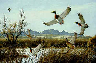 Flaring – Mallards- Signed By The Artist								 – Paper Lithograph
								 – Limited Edition
								 – 950 S/N
								 – 
								22 1/4 x 29 5/8