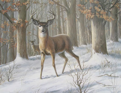 Alert – Whitetail Deer- Signed By The Artist								 – Paper Lithograph
								 – Limited Edition
								 – 550 S/N
								 – 
								21 1/2 x 28								
								 –