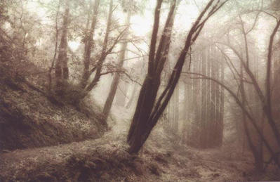 Forest Path (Photograph)- Signed By The Artist								 – Paper Giclee
								 – Limited Edition
								 – 250 S/N
								 – 
								7 x 11