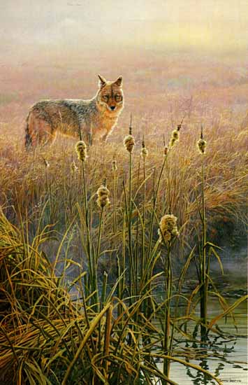 Dawn On The Marsh – Coyote- Signed By The Artist								 – Paper Lithograph
								 – Limited Edition
								 – 56 A/P
								 – 
								31 x 20 1/2