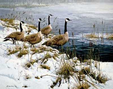 Among The Cattails – Canada Geese- Signed By The Artist								 – Paper Lithograph
								 – Limited Edition
								 – 950 S/N
								 – 
								22 5/8 x 27 3/8								
								 –