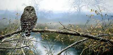 Autumn Mist – Barred Owl- Signed By The Artist								 – Paper Lithograph
								 – Limited Edition
								 – 950 S/N
								 – 
								18 3/8 x 31 5/8								
								 –