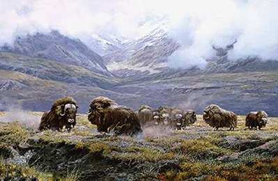 Autumn Thunder – Muskoxen- Signed By The Artist								 – Paper Lithograph
								 – Limited Edition
								 – 950 S/N
								 – 
								19 x 28 1/4