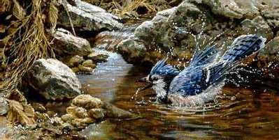 Bathing – Blue Jay- Signed By The Artist								 – Paper Lithograph
								 – Limited Edition
								 – 20 P/P
								 – 
								7 1/8 x 14