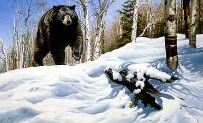 Breaking Cover – Black Bear- Signed By The Artist								 – Paper Lithograph
								 – Limited Edition
								 – 950 S/N
								 – 
								22 x 31