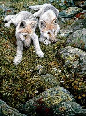 Children Of The Tundra – Arctic Wolves- Signed By The Artist								 – Paper Lithograph
								 – Limited Edition
								 – 950 S/N
								 – 
								24 3/8 x 18 5/8