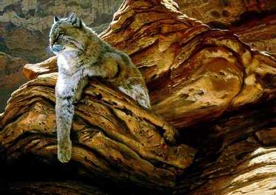 Cliff Hanger – Bobcat- Signed By The Artist								 – Paper Lithograph
								 – Limited Edition
								 – 56 A/P
								 – 
								19 x 26