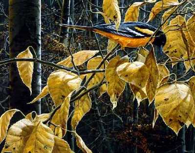 Cottonwood Gold – Baltimore Oriole- Signed By The Artist								 – Paper Lithograph
								 – Limited Edition
								 – 56 A/P
								 – 
								14 x 17