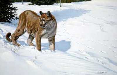 First Tracks – Cougar- Signed By The Artist								 – Paper Lithograph
								 – Limited Edition
								 – 950 S/N
								 – 
								15 5/8 x 23