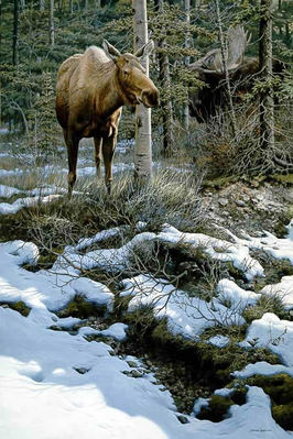 Hidden Admirer – Moose- Signed By The Artist								 – Paper Lithograph
								 – Limited Edition
								 – 950 S/N
								 – 
								31 3/8 x 22