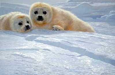 Ice Companions – Harp Seal Pups- Signed By The Artist								 – Paper Lithograph
								 – Limited Edition
								 – 950 S/N
								 – 
								19 x 29 5/8