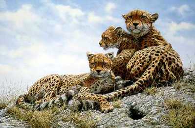 Kenyan Family – Cheetahs- Signed By The Artist								 – Paper Lithograph
								 – Limited Edition
								 – 950 S/N
								 – 
								24 x 34