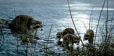 Moonlight Fishermen – Raccoons- Signed By The Artist								 – Paper Lithograph
								 – Limited Edition
								 – 950 S/N
								 – 
								15 1/8 x 30 3/8