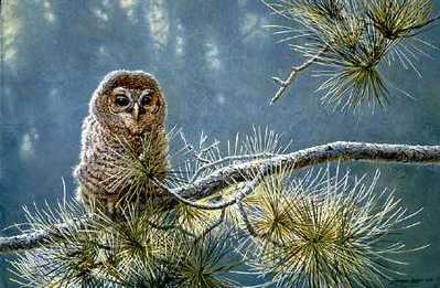 Out On A Limb – Young Barred Owl- Signed By The Artist								 – Paper Lithograph
								 – Limited Edition
								 – 76 A/P
								 – 
								19 x 28