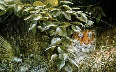 The Rains – Tiger- Signed By The Artist								 – Paper Lithograph
								 – Limited Edition
								 – 950 S/N
								 – 
								20 3/8 x 32