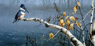 Rain Watch – Belted Kingfisher- Signed By The Artist								 – Paper Lithograph
								 – Limited Edition
								 – 56 A/P
								 – 
								14 x 24